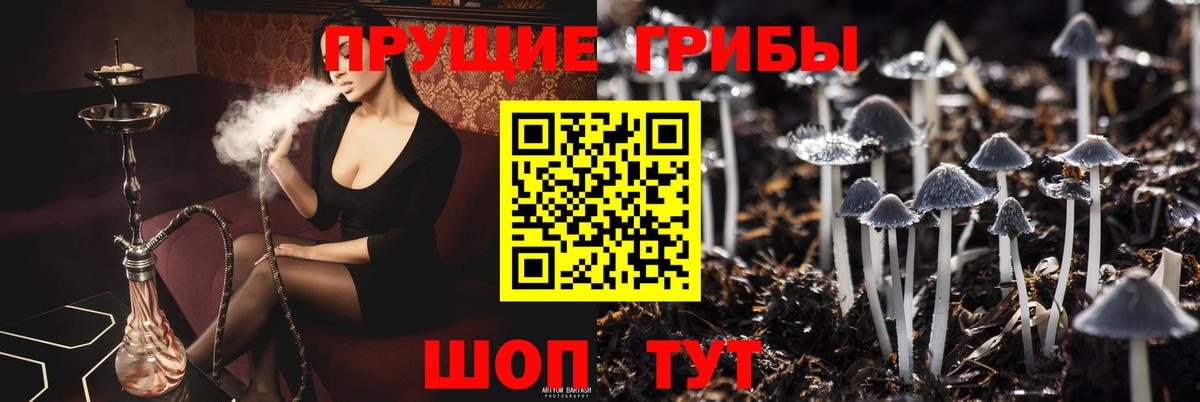 Галлюциногенные грибы Psilocybine cubensis Ачинск